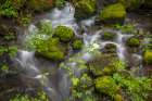 USA, Oregon, Loeb State Park. Salmon berry bush branches over stream. Art Print